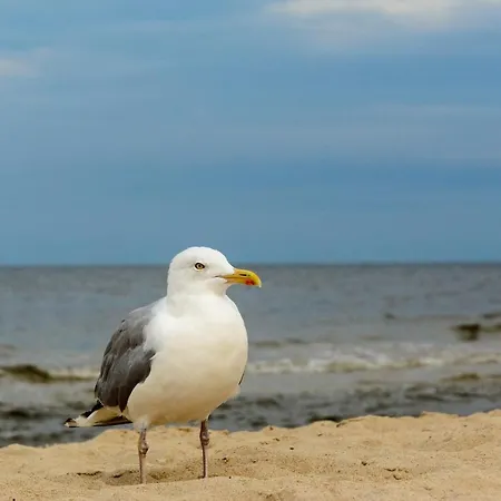 Apartman Ankerplatz38 *